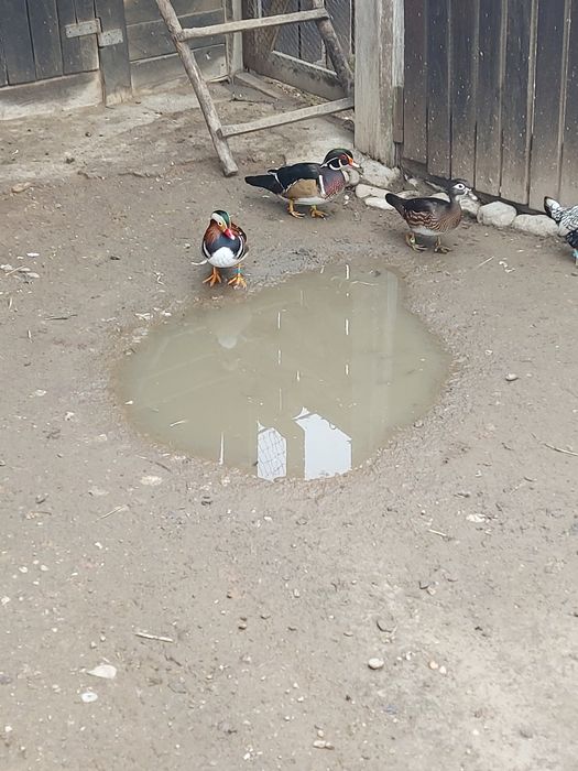 Rățoi carolin de vânzare