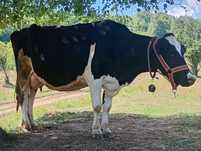 Vacă Holstein de rasă
