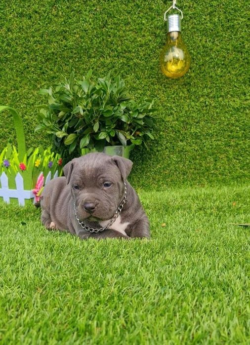 Amstaff blue din parinti de exceptie cu pedigree
Carnet de sanatate,