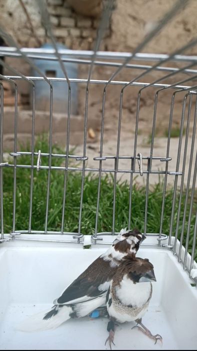 Amadinka yapon parala