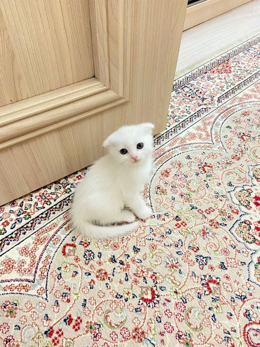 Котенок шотландский вислоуха