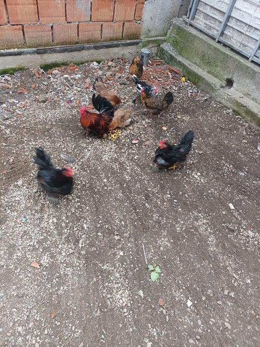 Gaini americane(pitice )