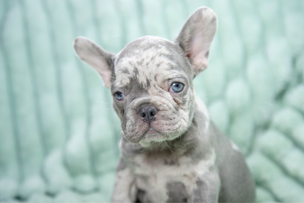 Bulldog francez blue merle fetita