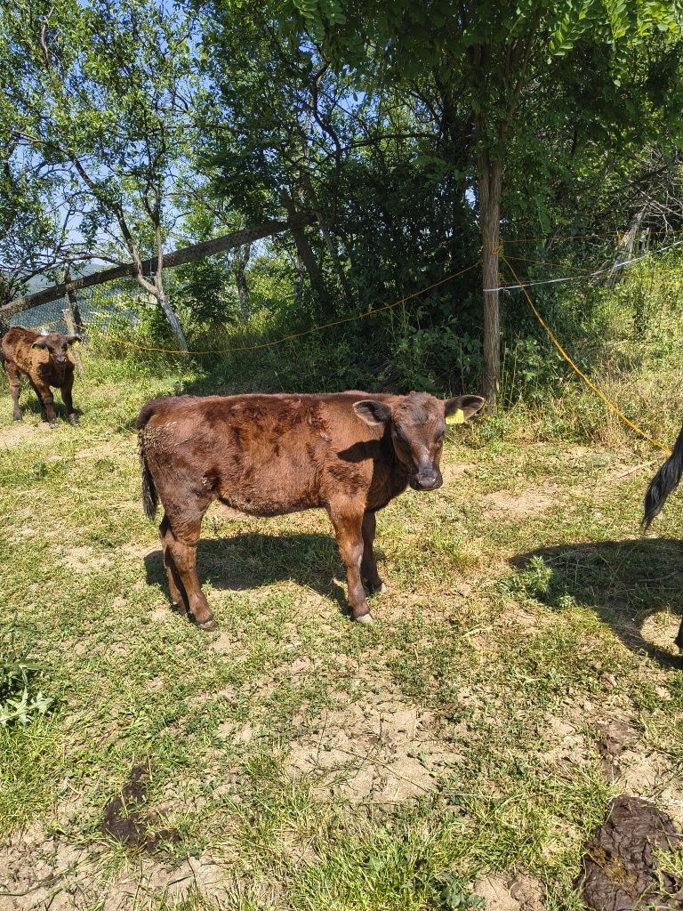 Vând 4 vaci angus