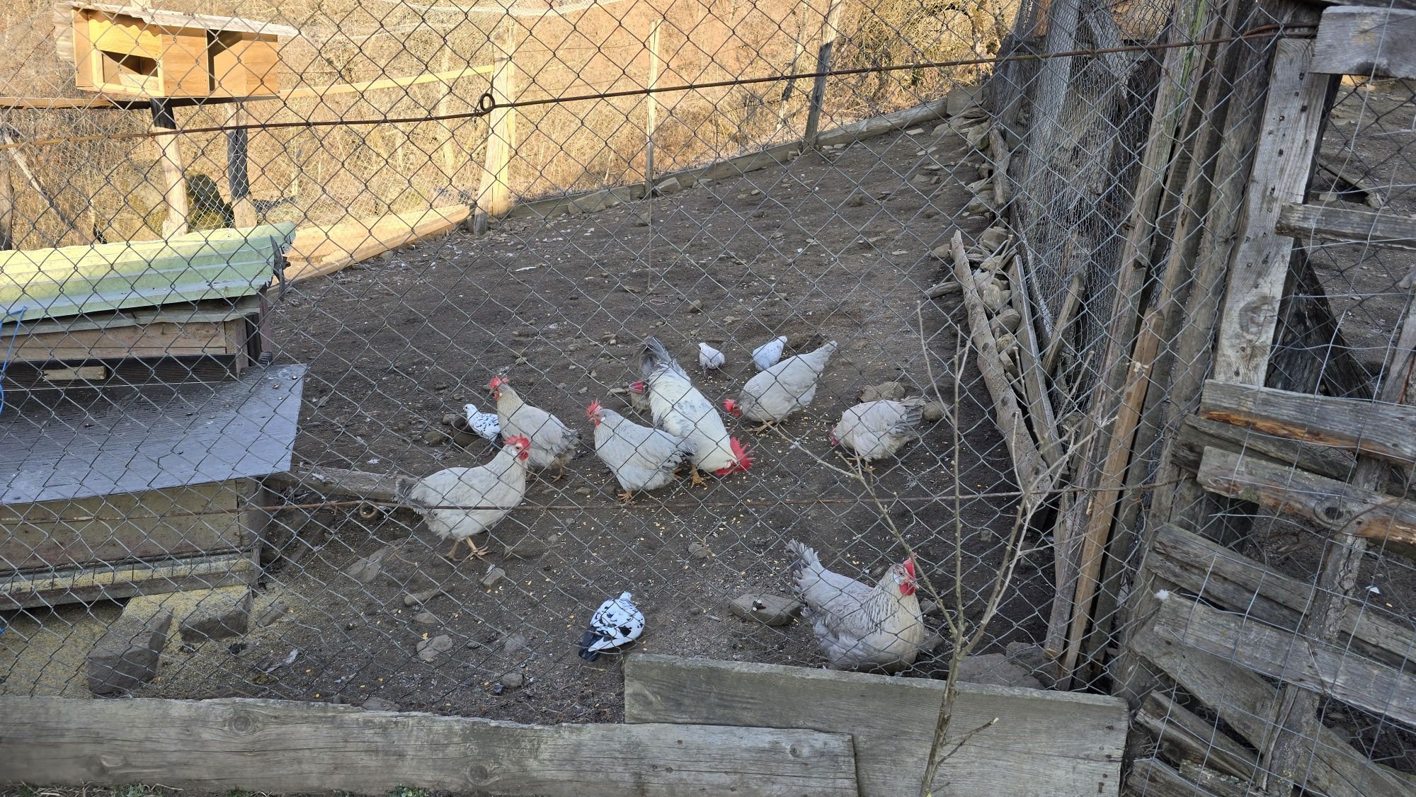 Italiana perlat (lavanda, albastră) 6 gaini am si oua de vanzare și un