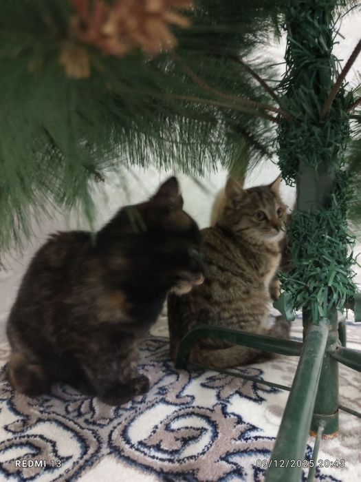 Уй мушуклари бор