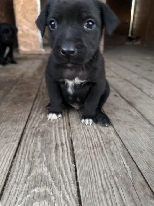 Oferim spre adopție 8 pui de căței