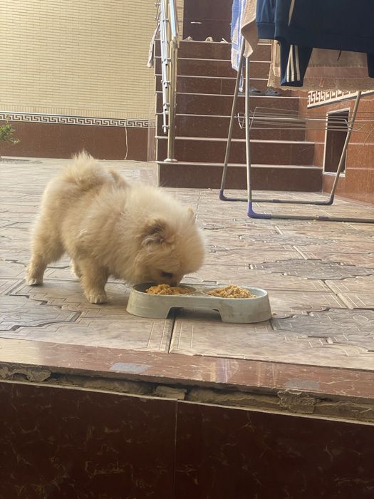 Продается померанский шпиц