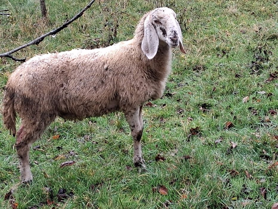 Vând oi Bergamasca și sârbești