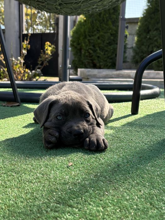 Кученца Кане корсо