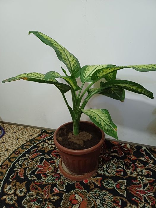 Цветы дихенбахия натуральный кислород такое время сейчас как в Ташкент