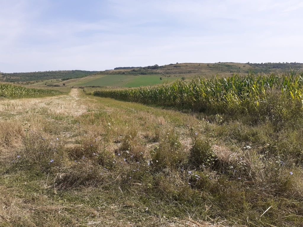 Teren 3000 mp în zona Viile Sibiului, Sibiu