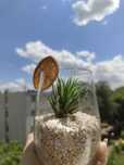 Aranjamente cu plante naturale