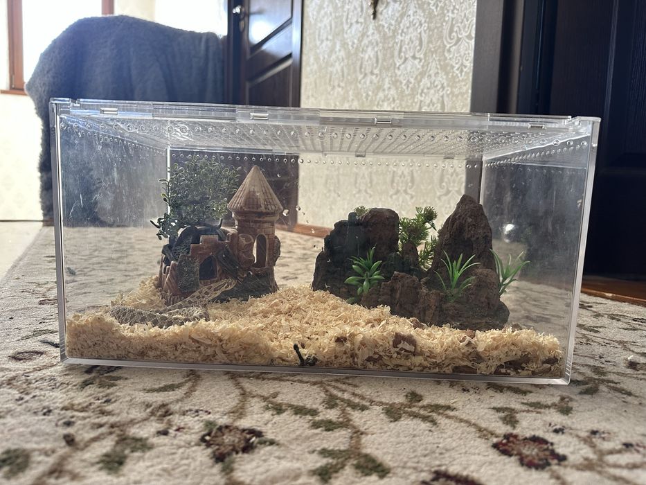 Hognose snake + tarariu + ascunzișuri  :)