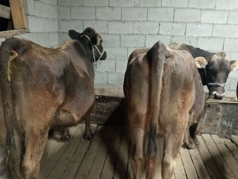 Асыл тукымды сиыр