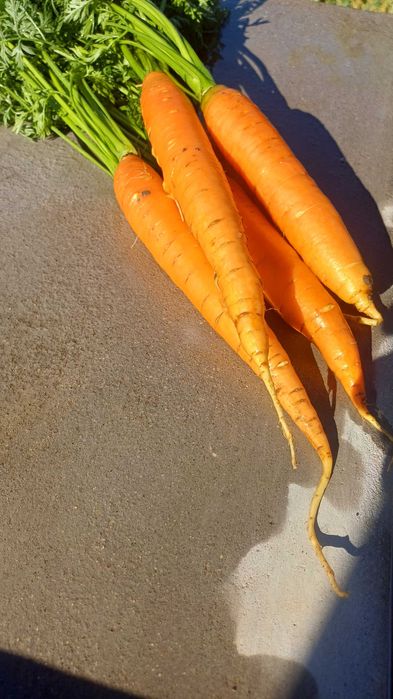 Morcovi Nantaise 2: Crescuți Fără Chimicale, din Semințe BIO.