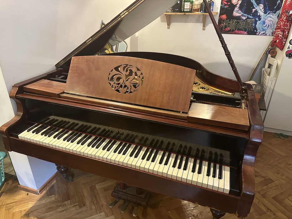 Pian cu coada scurta