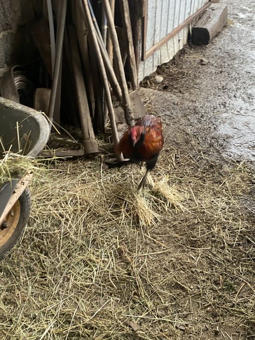 Vand o pereche de auracana de anul trecut