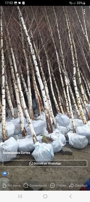 Vând copaci orientali mesteacăn  tei arțar platan și tuia