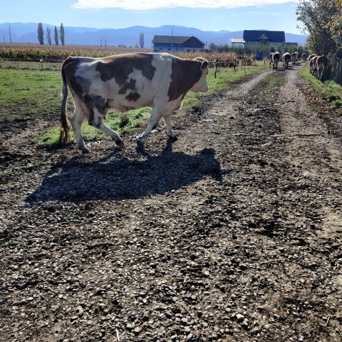 Vaca bălțată gestantă