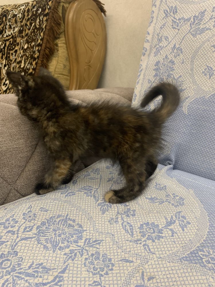 Котята скоттиш страйт 3 месяца