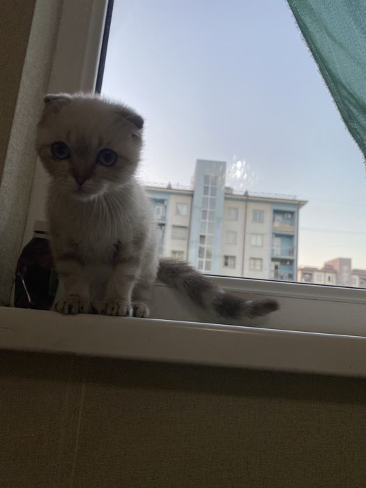 Mushuk zoti toza