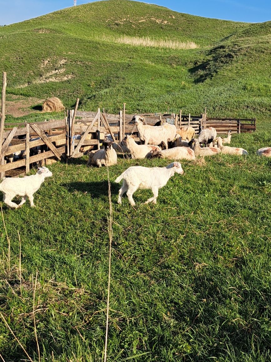 Vând țap saanen!