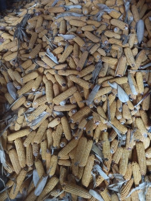 Vând porumb boabe și știuleți