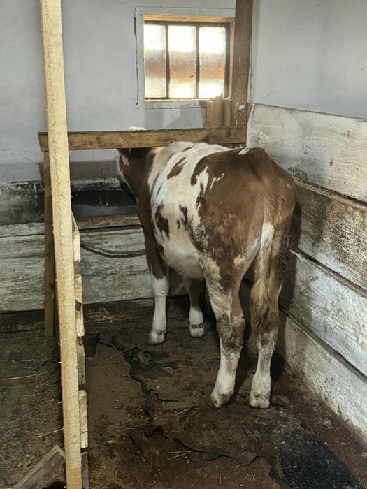 Vand vitica baltata.