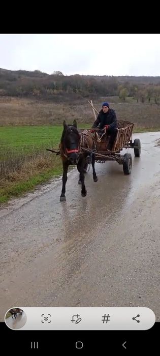 Vând cal castrat !!