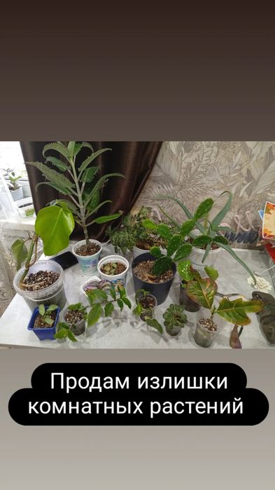 Продам излишки комнатных растений