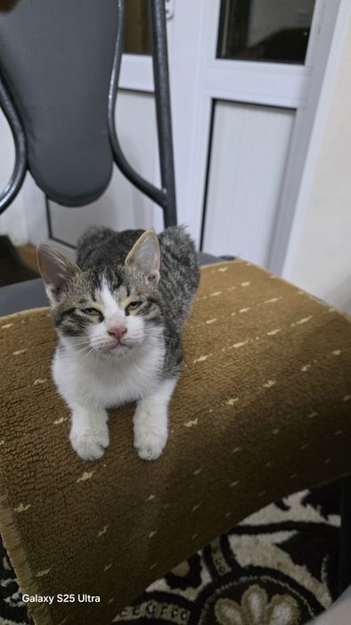 Миленький котёнок отдам в добрые руки