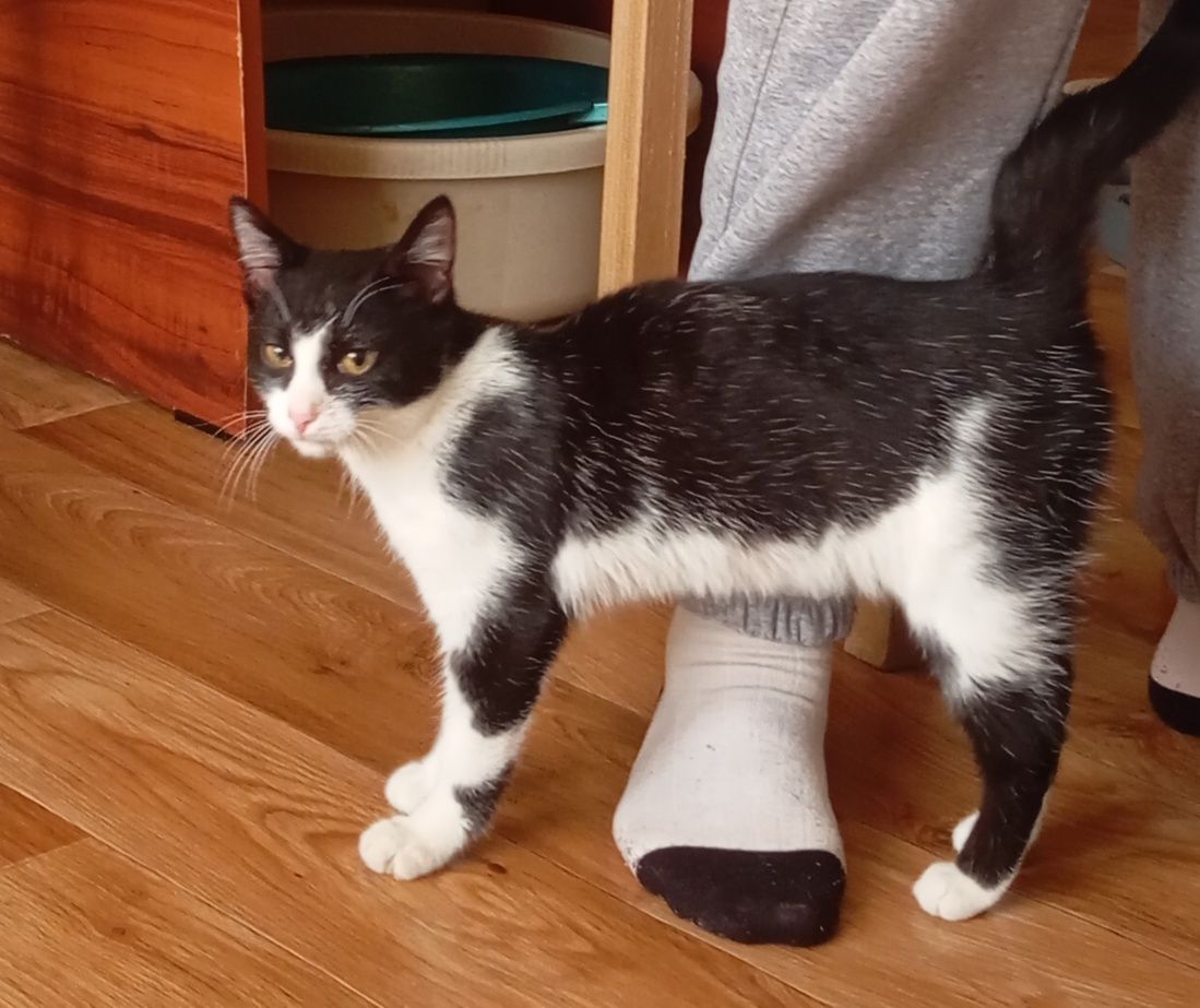 Кошка ищет дом х
