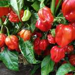 Vând ardei foarte iuţi proaspeţi soiul Habanero