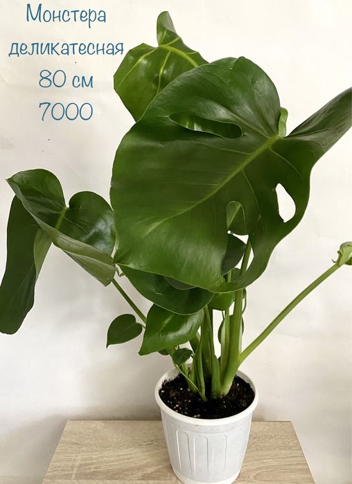 Монстера деликатесная