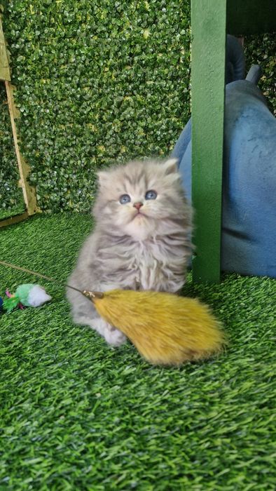 Britan toshken shahat