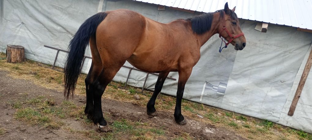 Vând iapa de 8 ani garantata de căruță