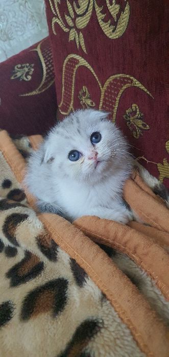 Skotish fold shinshila