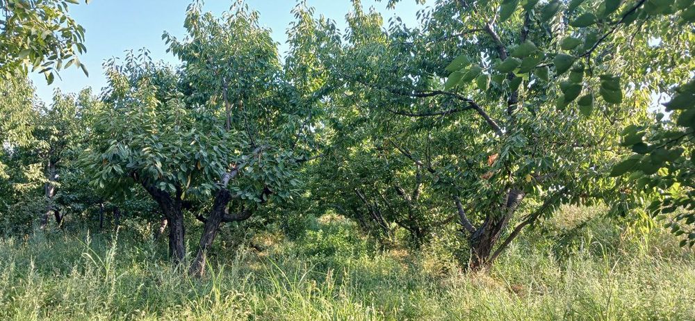 20-soʻtikli chek sotiladi 100-tup gilosi bor mevaga kirgan