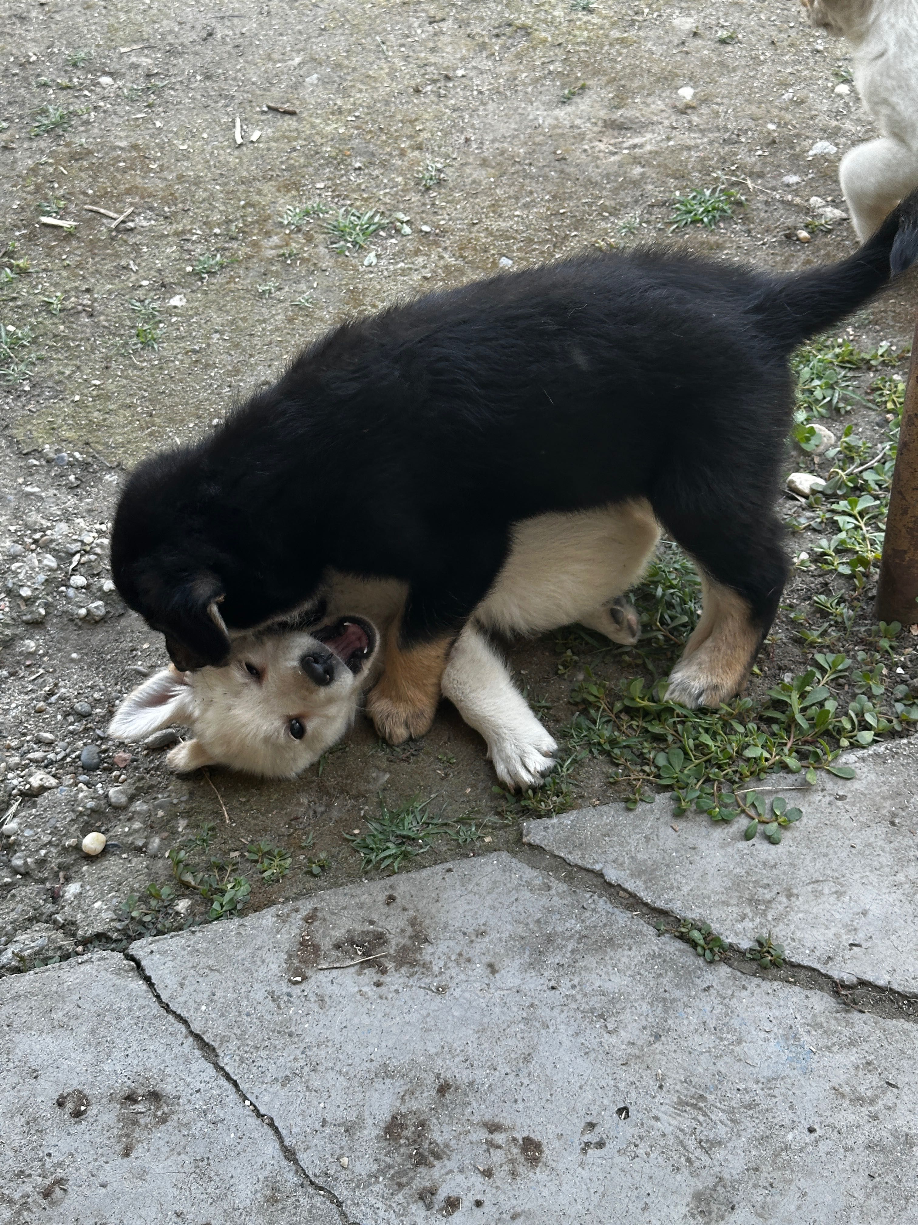 Donez catel labrador