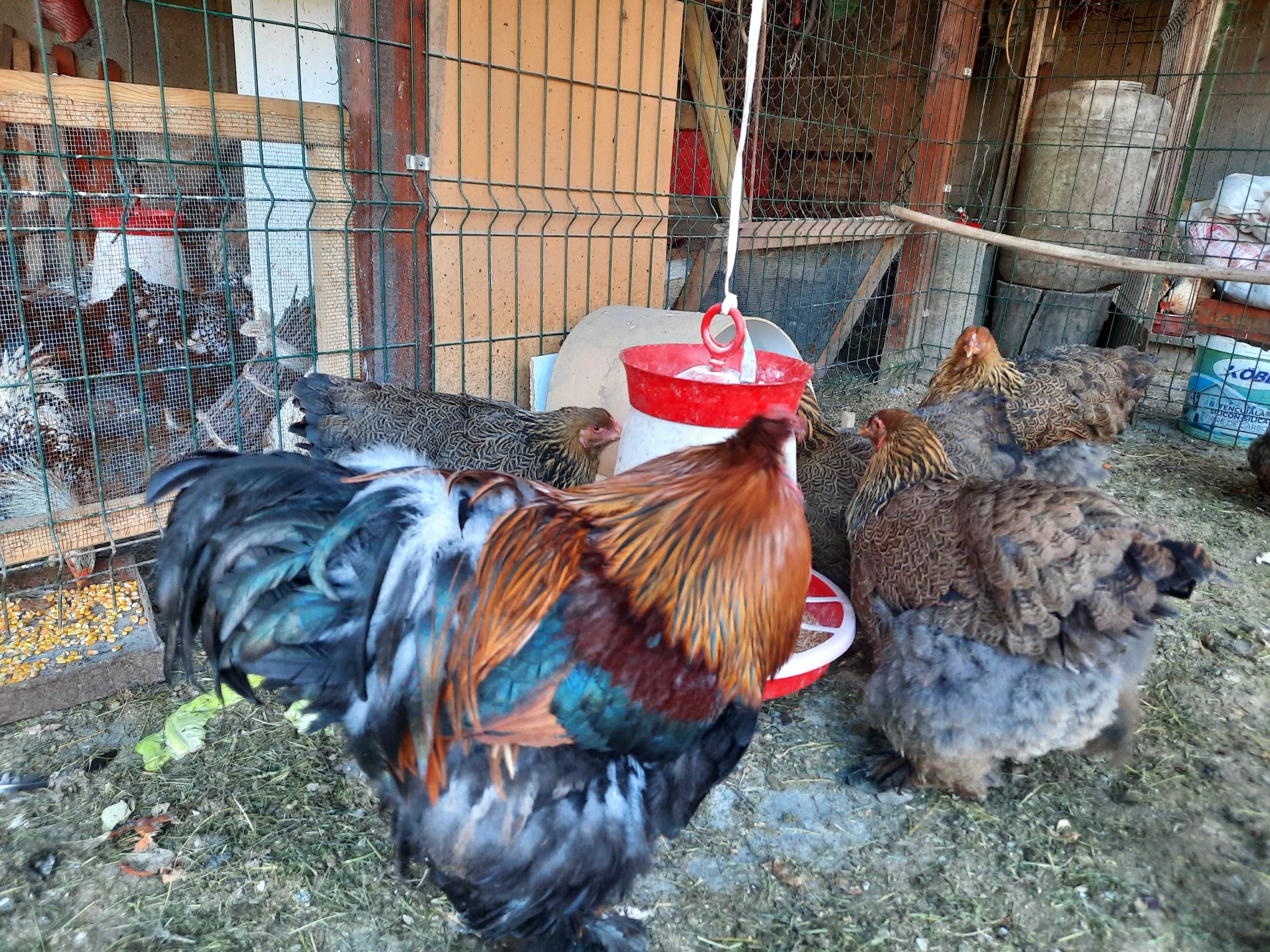 pui wyandotte , araucana, brahma potarnichiu