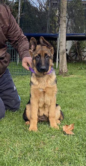 Pui ciobanesc german cu pedigree