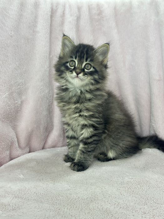 Сибирские котята