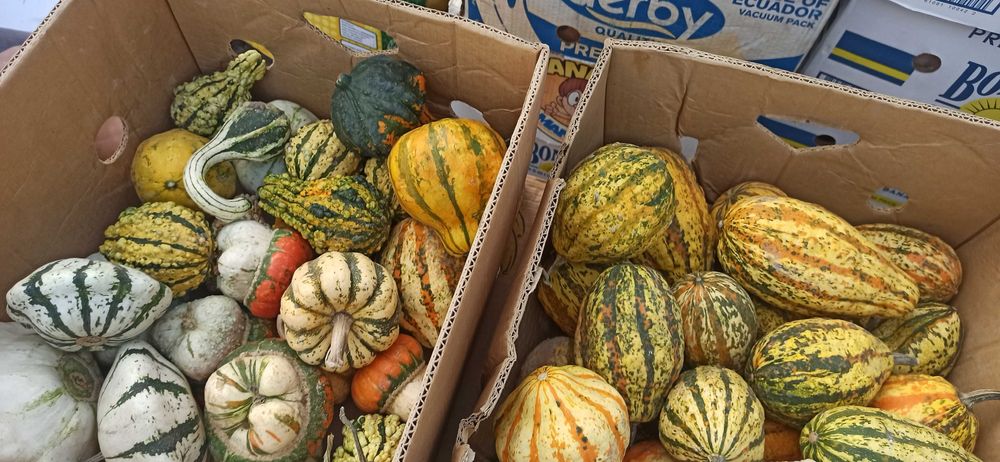 Тикви  за декорация