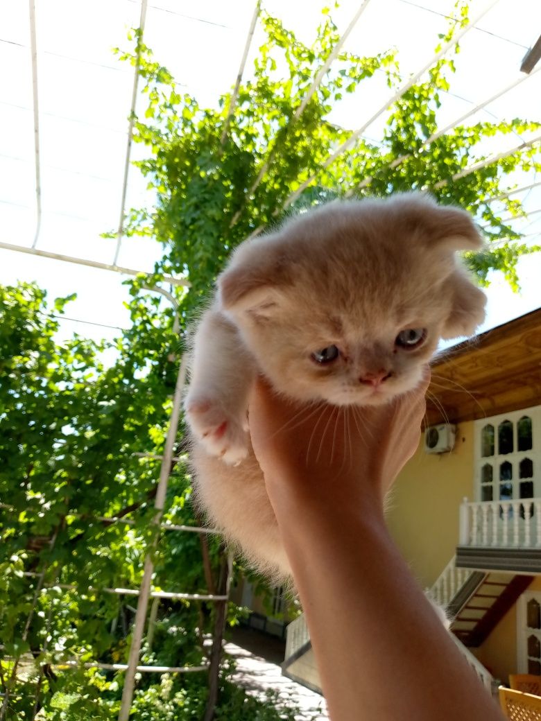 Скотишь фольд пародистые