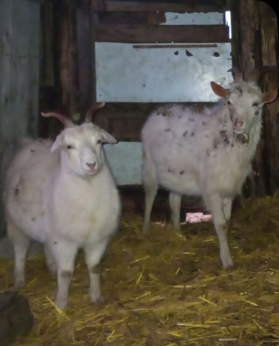 Продам козу и козла