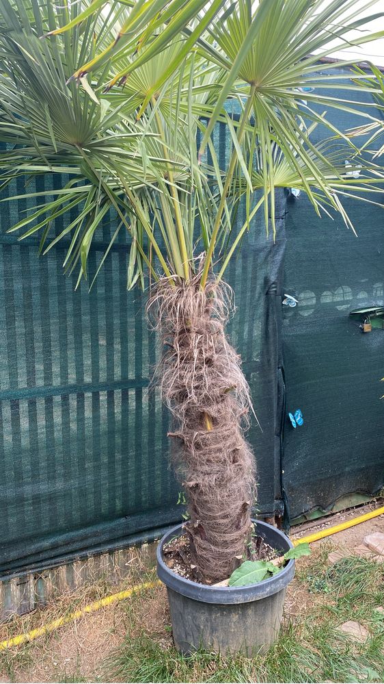 Palmieri Trachy Carpus Fortunei -19 Grade