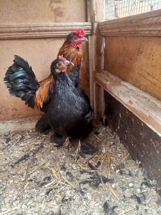 Yapoʻnchalar bir jup sotiladi