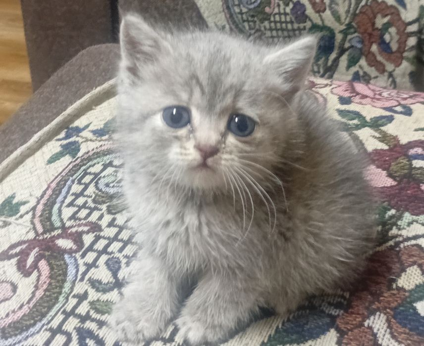 Отдам кошечку, бесплатно