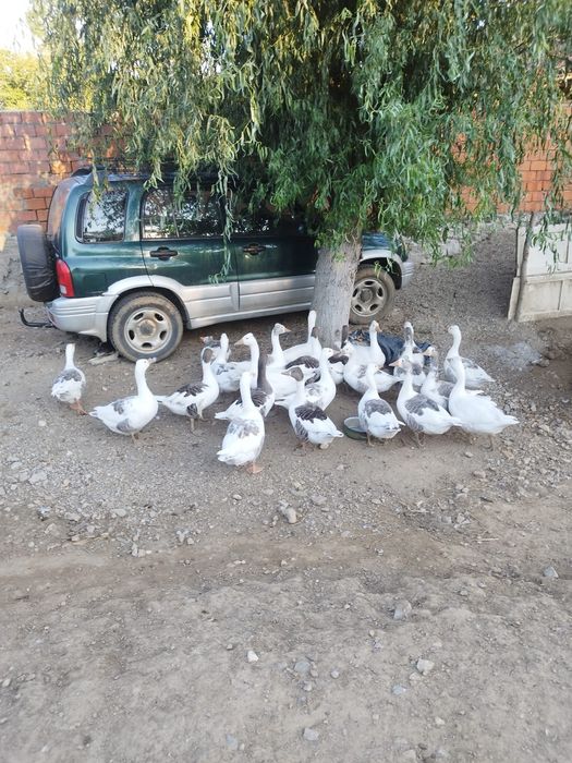 Vand gâște de oua !